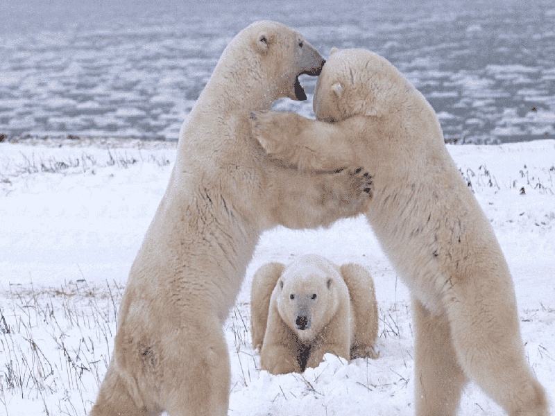 女性生殖疱疹试管(中号试管是多大)